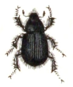 Aegialia.arenaria.-.calwer.22.16 by Emil Hochdanz
. Used under a Public domain license.