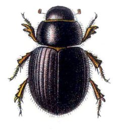 Aegialia arenaria by Edmund Reitter
. Used under a Public domain license.