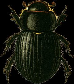 Aegialia arenaria Jacobson by Georgiy Jacobson. Used under a Public domain license.