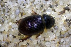 Aegialia crescenta 6342062 by Janel Johnson. Used under a CC BY 4.0 license.