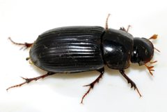 Acrossus-rufipes-01-fws by Francisco Welter-Schultes. Used under a CC0 license.