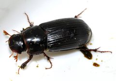 Acrossus-rufipes-02-fws by Francisco Welter-Schultes. Used under a CC0 license.