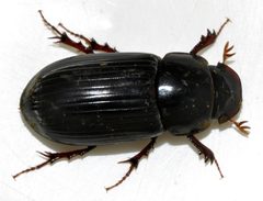 Acrossus-rufipes-03-fws by Francisco Welter-Schultes. Used under a CC0 license.