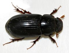 Acrossus-rufipes-04-fws by Francisco Welter-Schultes. Used under a CC0 license.