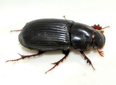 Acrossus-rufipes-05-fws by Francisco Welter-Schultes. Used under a CC0 license.