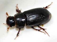Acrossus-rufipes-07-fws by Francisco Welter-Schultes. Used under a CC0 license.