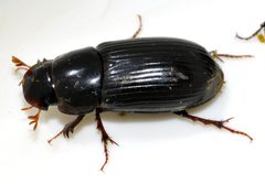 Acrossus-rufipes-08-fws by Francisco Welter-Schultes. Used under a CC0 license.