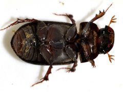 Acrossus-rufipes-09-fws by Francisco Welter-Schultes. Used under a CC0 license.
