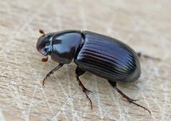 Acrossus rufipes01 by wikipedia. Used under a Attribution license.