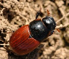 Aphodius.fimetarius by James K. Lindsey. Used under a CC BY-SA 3.0 license.