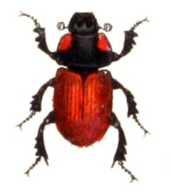 Aphodius.fimetarius.-.calwer.21.20 by Emil Hochdanz
. Used under a Public domain license.