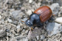Aphodius fimetarius1 by www.invertebradosdehuesca.com. Used under a CC BY 3.0 es license.