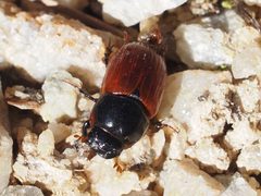 Aphodius fimetarius - inat 118184070 by {{{name}}}. Used under a CC BY 4.0 license.