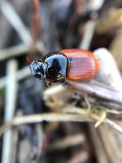 Aphodius pedellus - inat 140443695 by {{{name}}}. Used under a CC BY 4.0 license.
