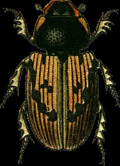 Aphodius inquinatus Jacobson by Georgiy Jacobson. Used under a Public domain license.