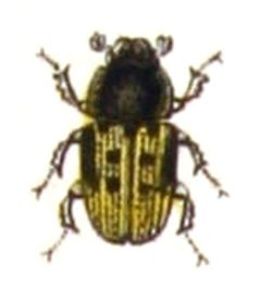 Chilothorax.distinctus.distinctus.-.calwer.22.01 by Emil Hochdanz
. Used under a Public domain license.