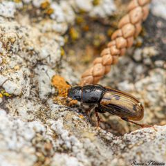 Chilothorax distinctus by Simon Thevenin. Used under a CC BY-SA 4.0 license.