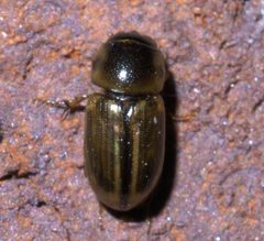 Aphodius pseudolividus P1450141a by 
xpda. Used under a CC BY-SA 4.0 license.