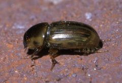 Aphodius pseudolividus P1450142a by 
xpda. Used under a CC BY-SA 4.0 license.