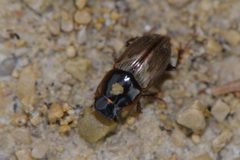 Melinopterus prodromus - inat 112018504 by {{{name}}}. Used under a CC0 license.
