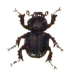 Otophorus.haemorrhoidalis.-.calwer.21.18 by Emil Hochdanz
. Used under a Public domain license.