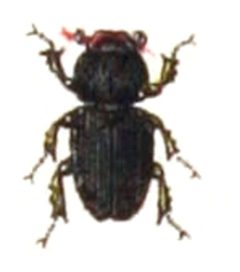 Oxyomus.sylvestris.-.calwer.22.10 by Emil Hochdanz
. Used under a Public domain license.