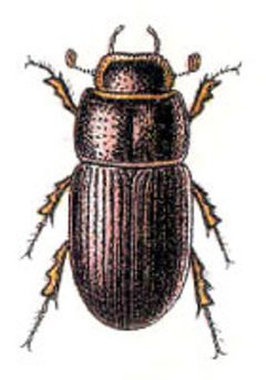Oxyomus sylvestris - Reitter by Edmund Reitter (1845–1920). Used under a Public domain license.