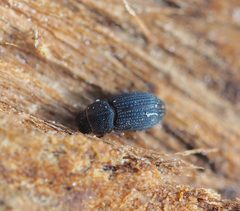 Oxyomus sylvestris - inat 117601941 by {{{name}}}. Used under a CC BY 4.0 license.