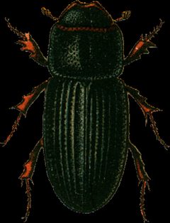 Oxyomus sylvestris Jacobson by Georgiy Jacobson. Used under a Public domain license.