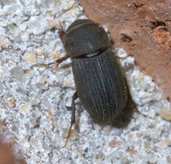 Ataenius imbricatus P1640045a by 
xpda. Used under a CC BY-SA 4.0 license.