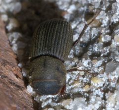 Ataenius imbricatus P1640046a by 
xpda. Used under a CC BY-SA 4.0 license.
