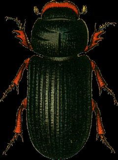 Pleuroforus caesus Jacobson by Georgiy Jacobson. Used under a Public domain license.