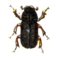 Pleurophorus.caesus.-.calwer.22.13 by Emil Hochdanz
. Used under a Public domain license.