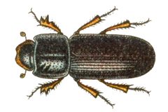 Pleurophorus caesus by Edmund Reitter
. Used under a Public domain license.
