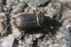 2017 05 05 Rhyssemus germanus by Slimguy. Used under a CC BY 4.0 license.