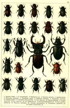 Georgiy Jacobson - Beetles Russia and Western Europe - plate 26 by see in description. Used under a Public domain license.