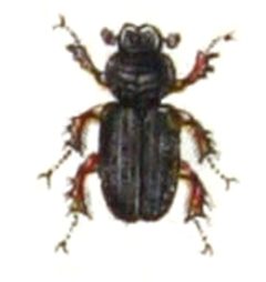 Rhyssemus.germanus.-.calwer.22.12 by Emil Hochdanz
. Used under a Public domain license.