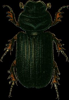Rhyssemus germanus Jacobson by Georgiy Jacobson. Used under a Public domain license.