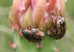 Euphoria kernii by Whitney Cranshaw, Colorado State University, Bugwood.org. Used under a CC BY 3.0 license.
