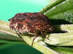 Protaetia fusca by Moonlight0551. Used under a CC BY 2.0 license.