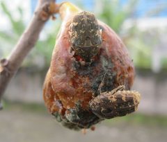 Protaetia fusca feeding on figs fruit by Bramadi Arya. Used under a CC BY-SA 4.0 license.