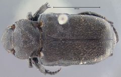 Cremastochilus angularis by Museum of Comparative Zoology, Harvard University. Used under a CC BY-SA 3.0 license.