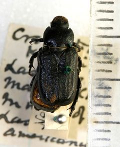 Cremastocheilus knochii LeConte 1853 by NHM Beetles and Bugs. Used under a CC BY 2.0 license.