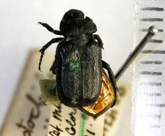 Cremastocheilus knochii LeConte 1853 - 5450719557 by NHM Beetles and Bugs. Used under a CC BY 2.0 license.