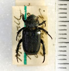 Cremastocheilus knochii LeConte 1853 - 5451329230 by NHM Beetles and Bugs. Used under a CC BY 2.0 license.