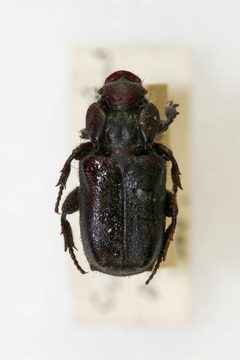 Cremastocheilus soucius by NHM Beetles and Bugs. Used under a CC BY 2.0 license.
