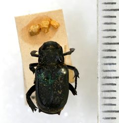 Cremastocheilus wheeleri by NHM Beetles and Bugs. Used under a CC BY 2.0 license.