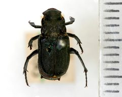 Cremastocheilus wheeleri - 5372380197 by NHM Beetles and Bugs. Used under a CC BY 2.0 license.