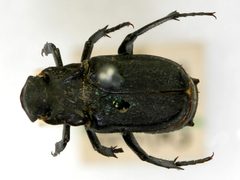 Cremastocheilus wheeleri cropped by NHM Beetles and Bugs. Used under a CC BY 2.0 license.