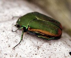 Figeater beetle by No machine-readable author provided. Elf assumed (based on copyright claims).. Used under a CC BY-SA 3.0 license.